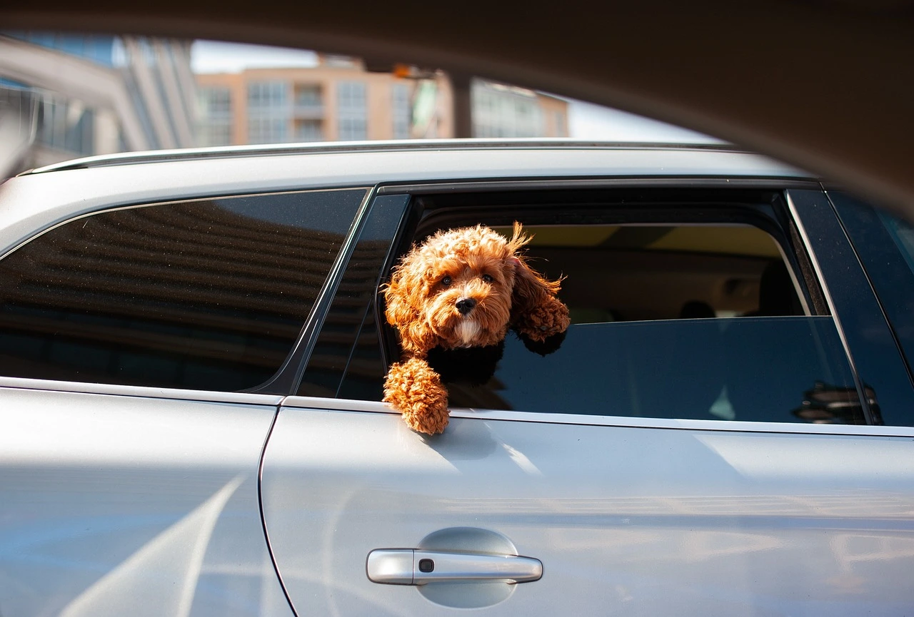 Caniche voiture