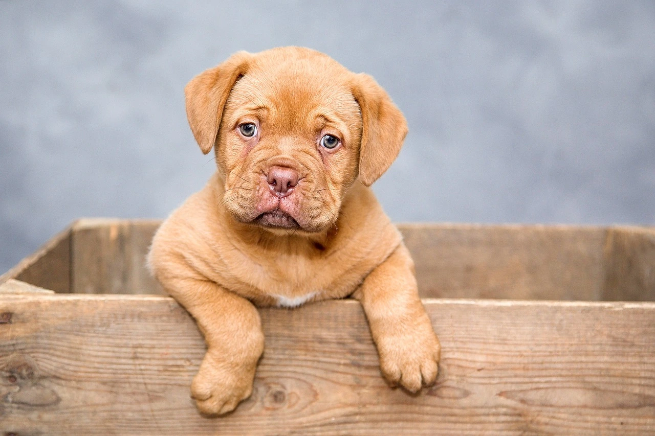 Chiot Dogue de Bordeaux