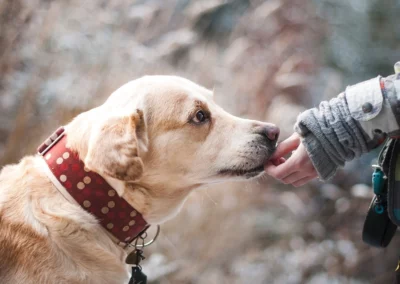 Transport animalier et Pet-Sitter