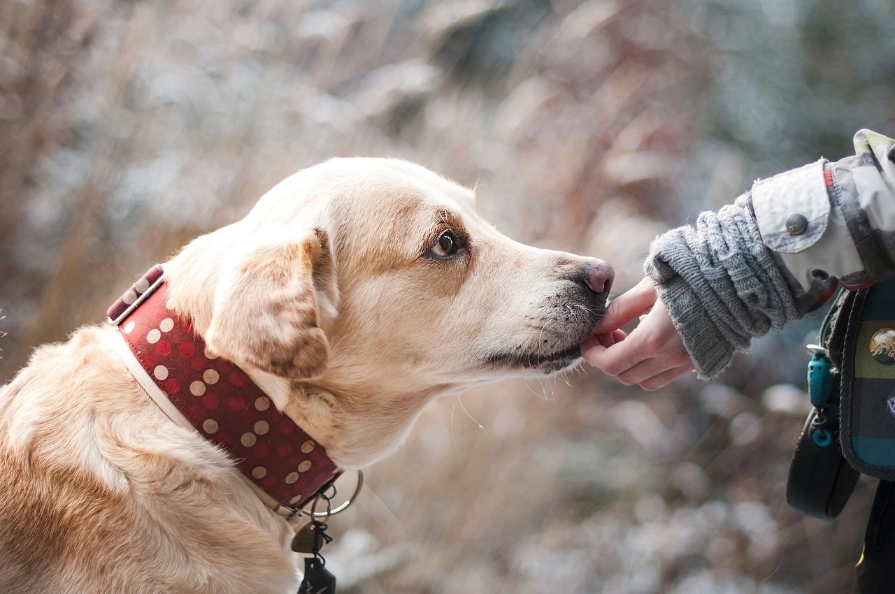 Labrador & main
