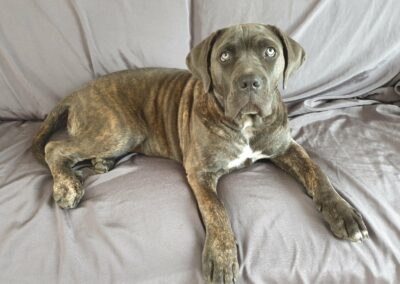 Chien cananpé
