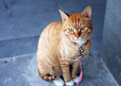 Chat