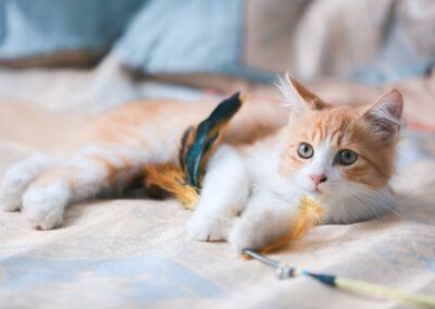 chat