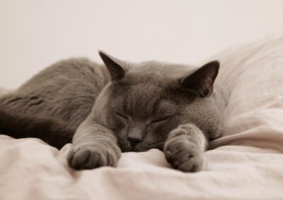 Chat dodo