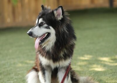 Husky