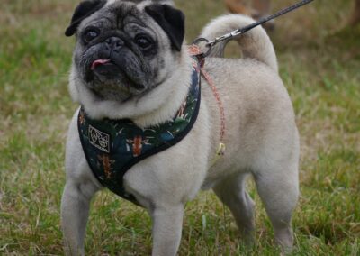 Bouldogue