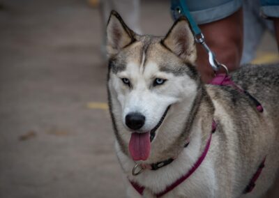 Husky